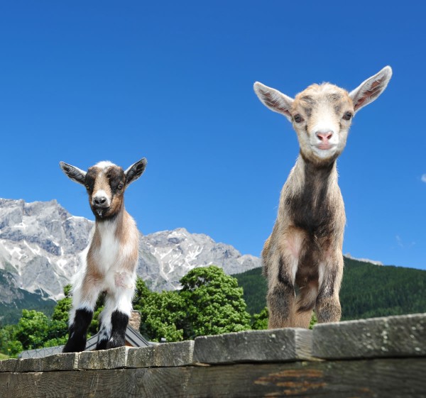 Ziegen beim Hotel Bergglück